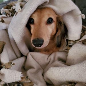 Meet your Posher, Shelley